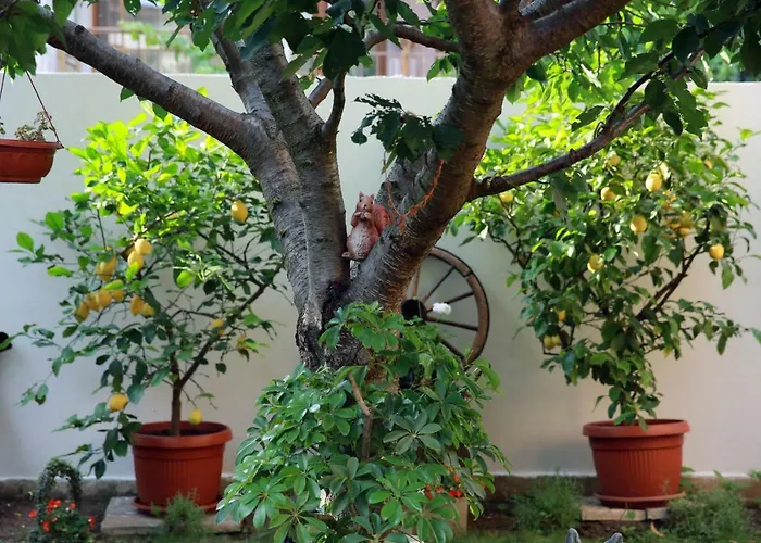 Ivanovi 招待所 3*